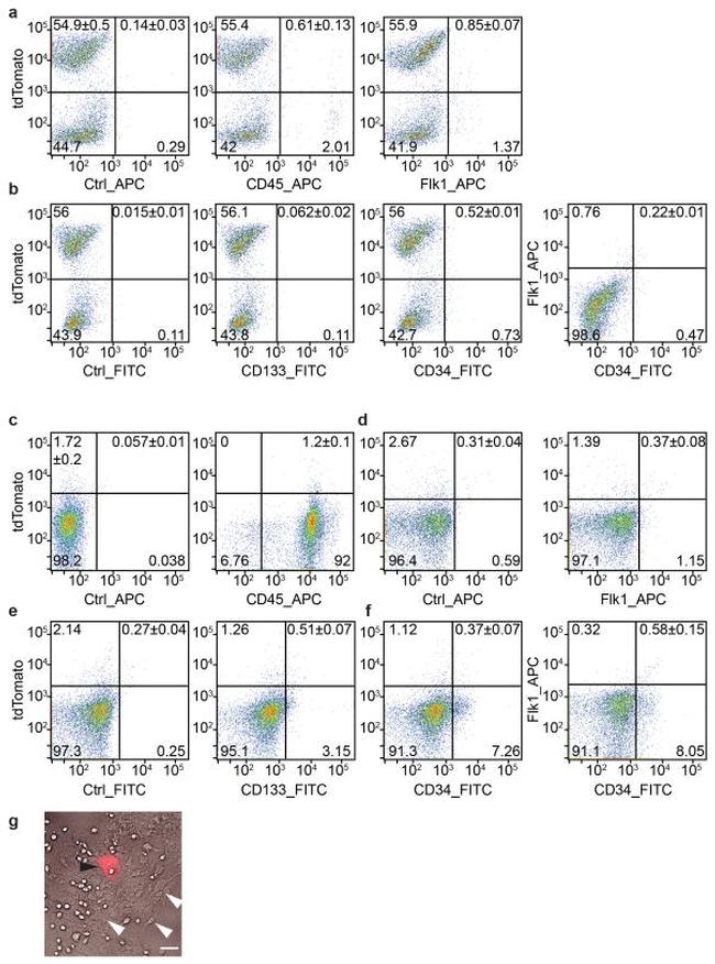 CD309 (FLK1) Antibody in Flow Cytometry (Flow)