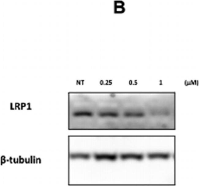 Mouse IgG (H+L) Cross-Adsorbed Secondary Antibody in Western Blot (WB)