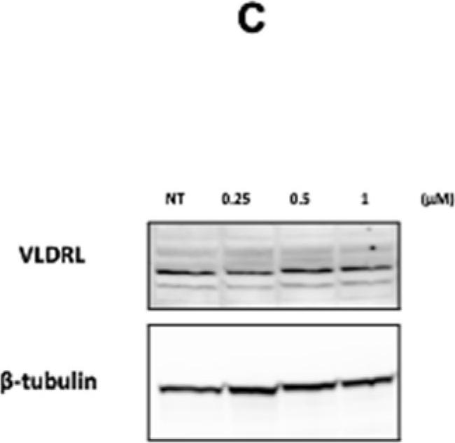 Mouse IgG (H+L) Cross-Adsorbed Secondary Antibody in Western Blot (WB)