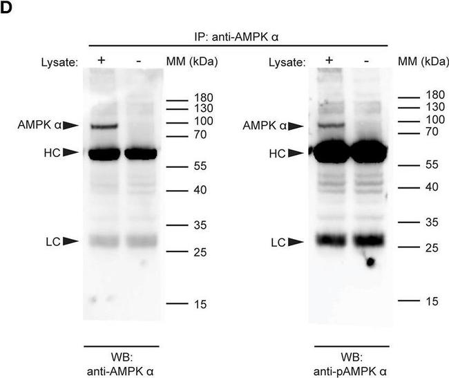 Rabbit IgG (H+L) Cross-Adsorbed Secondary Antibody in Western Blot (WB)