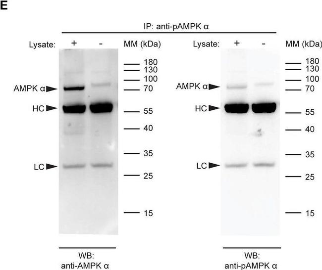 Rabbit IgG (H+L) Cross-Adsorbed Secondary Antibody in Western Blot (WB)