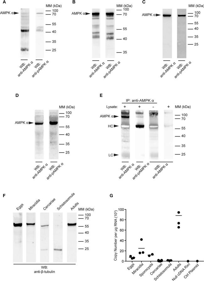 Rabbit IgG (H+L) Cross-Adsorbed Secondary Antibody in Western Blot (WB)