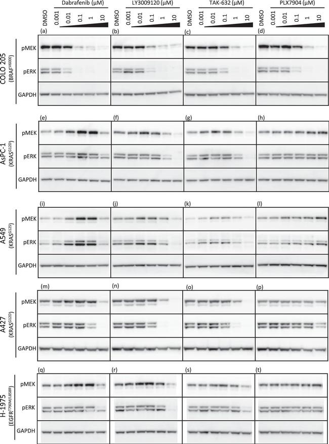 Rabbit IgG (H+L) Cross-Adsorbed Secondary Antibody in Western Blot (WB)