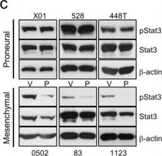 Rabbit IgG (H+L) Cross-Adsorbed Secondary Antibody in Western Blot (WB)