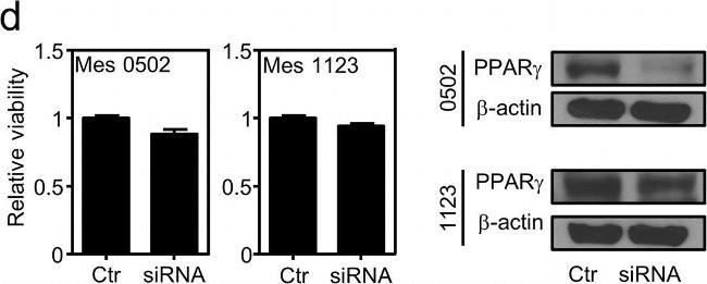 Rabbit IgG (H+L) Cross-Adsorbed Secondary Antibody in Western Blot (WB)