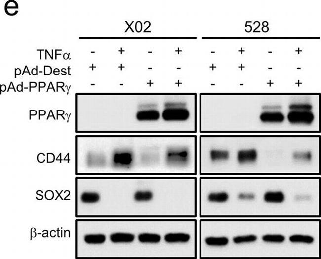 Rabbit IgG (H+L) Cross-Adsorbed Secondary Antibody in Western Blot (WB)