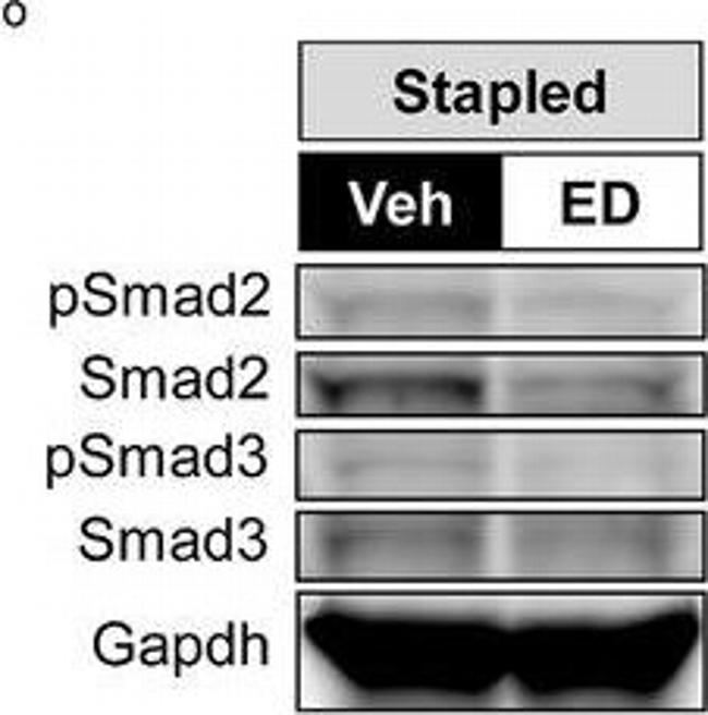 Rabbit IgG (H+L) Cross-Adsorbed Secondary Antibody in Western Blot (WB)