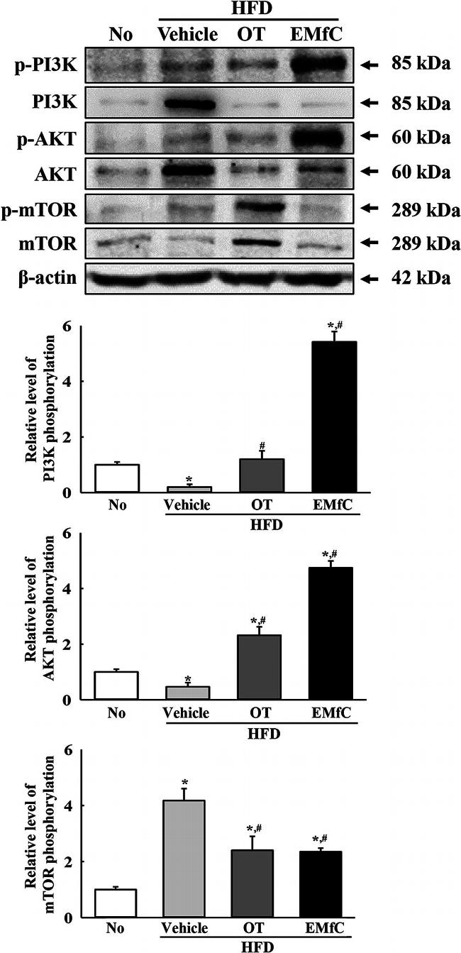 Rabbit IgG (H+L) Cross-Adsorbed Secondary Antibody in Western Blot (WB)