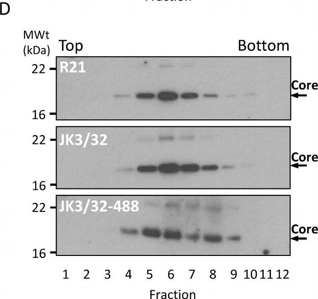 Rabbit IgG (H+L) Cross-Adsorbed Secondary Antibody in Western Blot (WB)