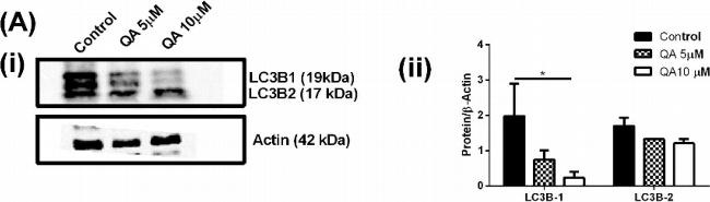 Mouse IgG (H+L) Secondary Antibody in Western Blot (WB)