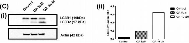 Mouse IgG (H+L) Secondary Antibody in Western Blot (WB)