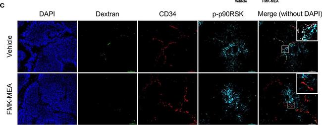 Rabbit IgG (Heavy chain) Secondary Antibody in Immunohistochemistry (Paraffin) (IHC (P))