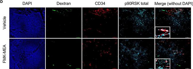 Rabbit IgG (Heavy chain) Secondary Antibody in Immunohistochemistry (Paraffin) (IHC (P))