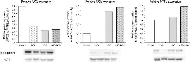 Mouse IgG, IgM (H+L) Secondary Antibody in Western Blot (WB)