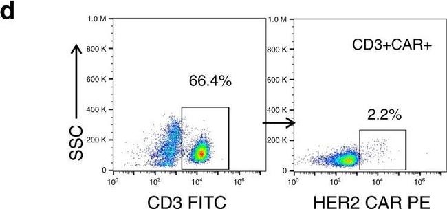 Human IgG Fc Secondary Antibody in Flow Cytometry (Flow)