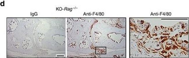 Rat IgG2a kappa Isotype Control in Immunohistochemistry (Paraffin) (IHC (P))