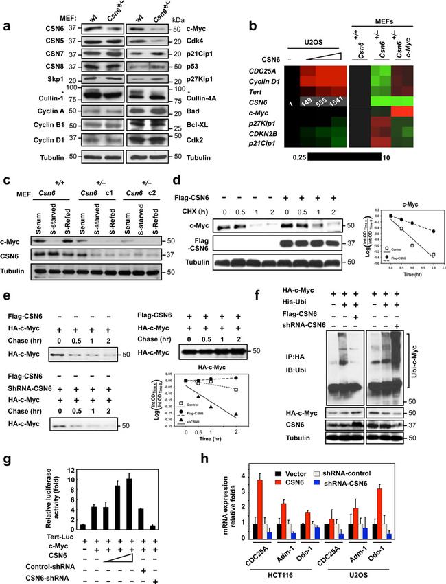 Cullin 1 Antibody in Western Blot (WB)