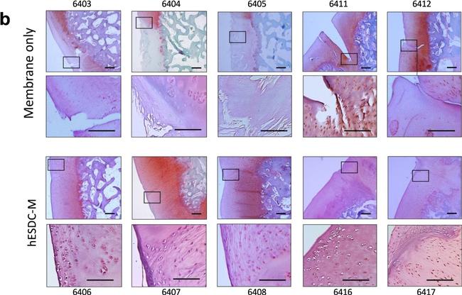 Rabbit IgG Isotype Control in Immunohistochemistry (IHC)