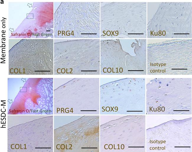 Rabbit IgG Isotype Control in Immunohistochemistry (IHC)