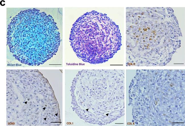 Rabbit IgG Isotype Control in Immunohistochemistry (IHC)