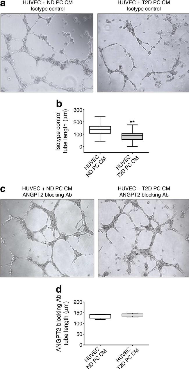 Goat IgG Isotype Control in Functional Assay (Functional)