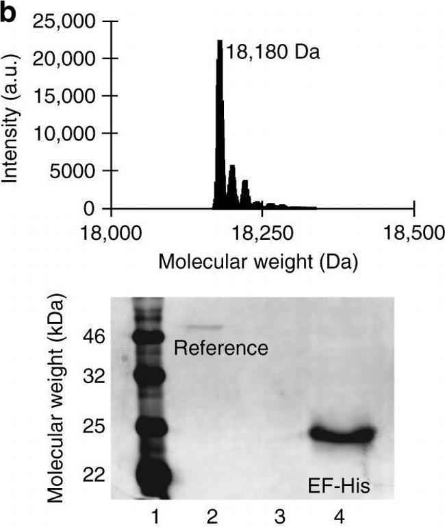 Mouse IgG (H+L) Secondary Antibody in Western Blot (WB)