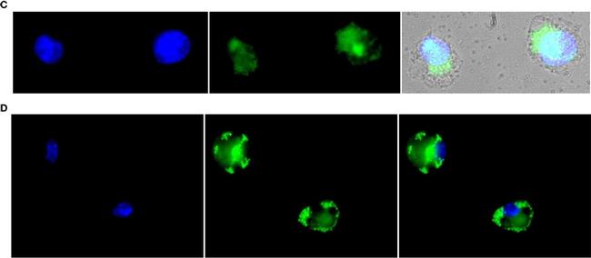 Mouse IgG (H+L) Highly Cross-Adsorbed Secondary Antibody in Immunocytochemistry (ICC/IF)