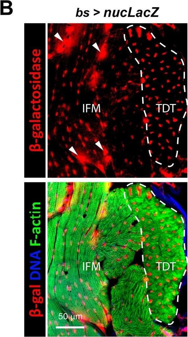 Mouse IgG (H+L) Highly Cross-Adsorbed Secondary Antibody in Immunohistochemistry (Frozen) (IHC (F))