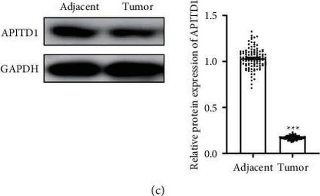 Mouse IgG (H+L) Highly Cross-Adsorbed Secondary Antibody in Western Blot (WB)