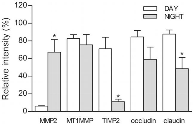 Claudin 4 Antibody in Immunohistochemistry (IHC)