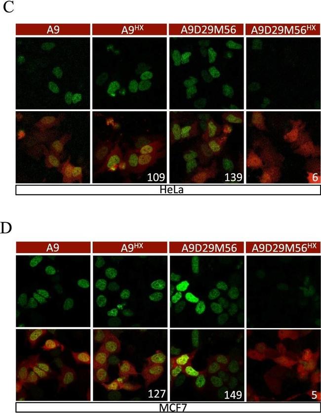 Rabbit IgG (H+L) Highly Cross-Adsorbed Secondary Antibody in Immunocytochemistry (ICC/IF)