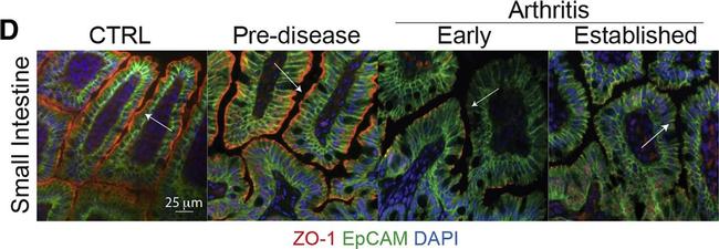 Rabbit IgG (H+L) Highly Cross-Adsorbed Secondary Antibody in Immunohistochemistry (IHC)