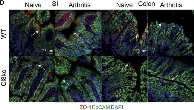 Rabbit IgG (H+L) Highly Cross-Adsorbed Secondary Antibody in Immunohistochemistry (IHC)