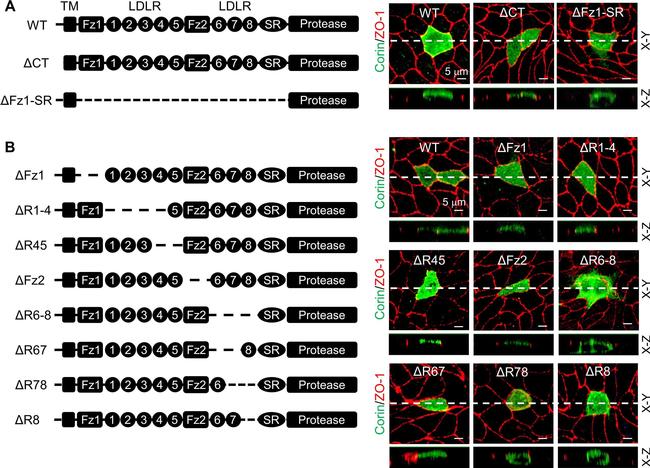 Mouse IgG (H+L) Highly Cross-Adsorbed Secondary Antibody in Immunohistochemistry (Paraffin) (IHC (P))