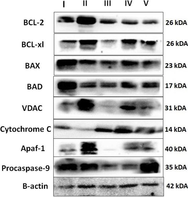 Mouse IgG (H+L) Secondary Antibody in Western Blot (WB)