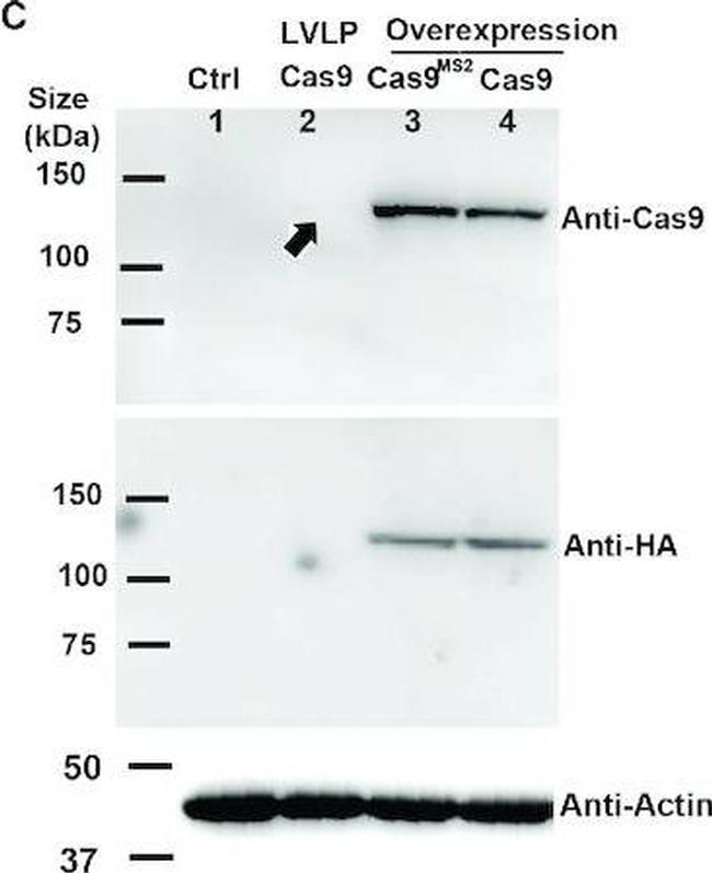 Rabbit IgG (H+L) Secondary Antibody in Western Blot (WB)