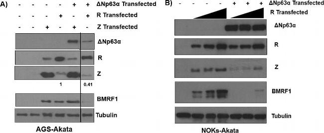 Mouse IgG (H+L) Secondary Antibody in Western Blot (WB)