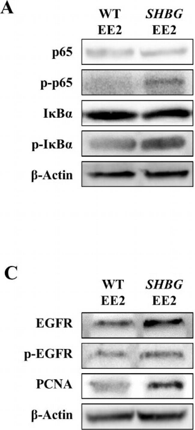 Rabbit IgG (H+L) Secondary Antibody in Western Blot (WB)