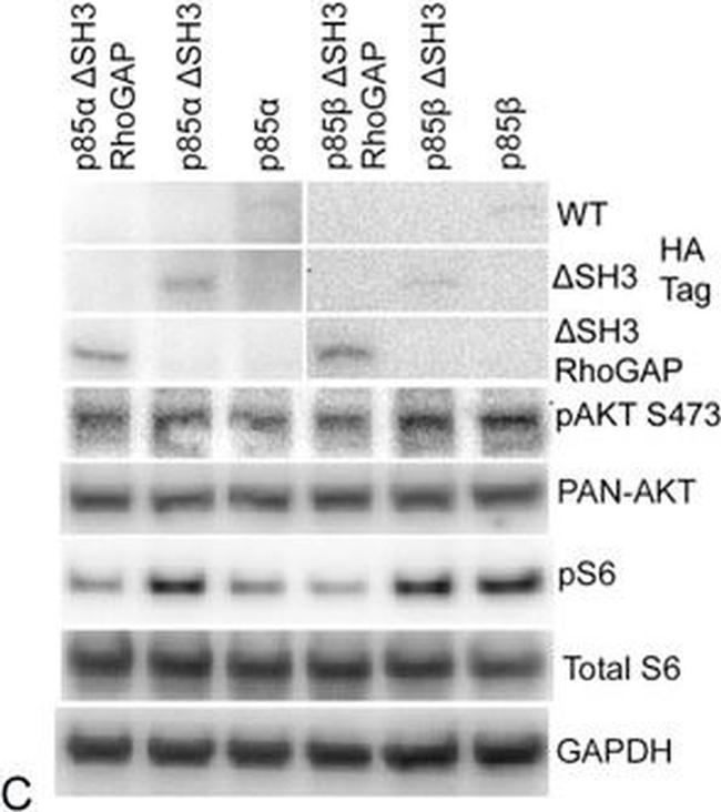 Mouse IgG (H+L) Cross-Adsorbed Secondary Antibody in Western Blot (WB)