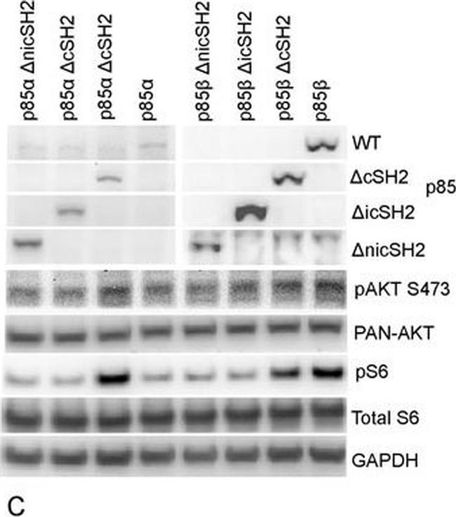 Mouse IgG (H+L) Cross-Adsorbed Secondary Antibody in Western Blot (WB)