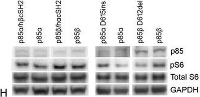 Mouse IgG (H+L) Cross-Adsorbed Secondary Antibody in Western Blot (WB)