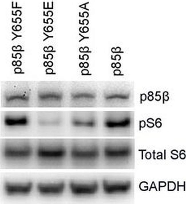 Mouse IgG (H+L) Cross-Adsorbed Secondary Antibody in Western Blot (WB)