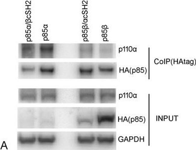 Mouse IgG (H+L) Cross-Adsorbed Secondary Antibody in Western Blot (WB)