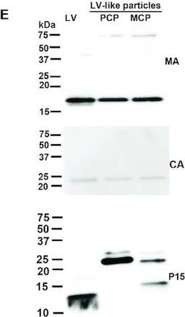 Rabbit IgG (H+L) Secondary Antibody in Western Blot (WB)