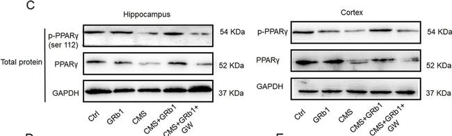 Rabbit IgG (H+L) Secondary Antibody in Western Blot (WB)