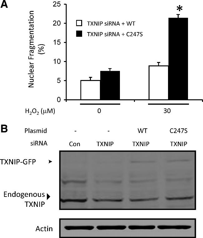 TXNIP Antibody in Western Blot (WB)