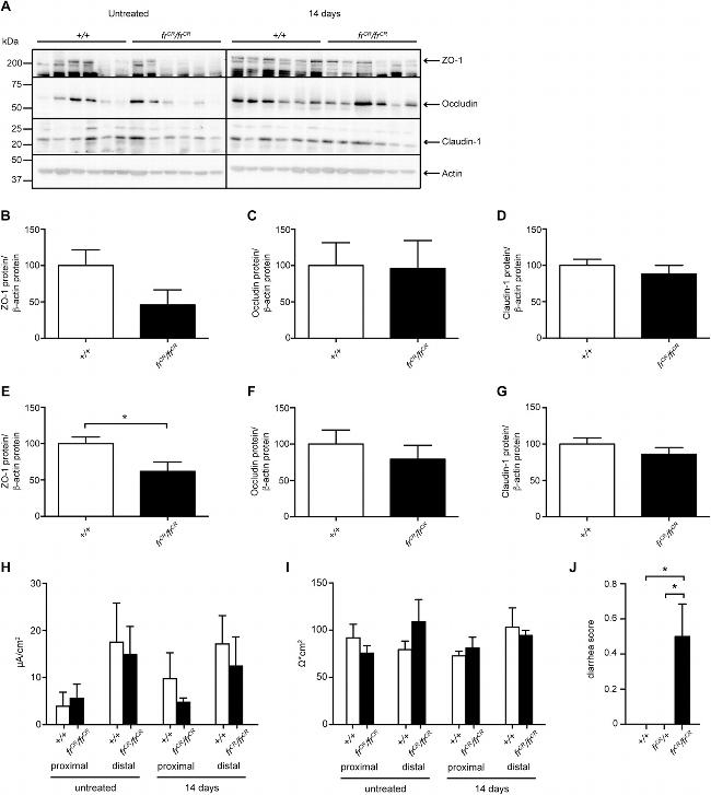 Claudin 1 Antibody in Western Blot (WB)