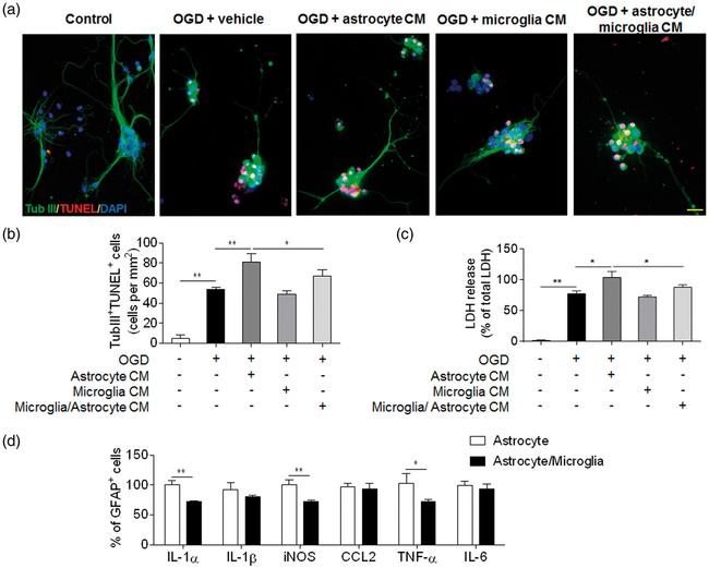 GFAP Antibody in Flow Cytometry (Flow)