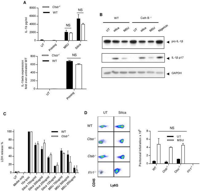 Ly-6G/Ly-6C Antibody in Flow Cytometry (Flow)