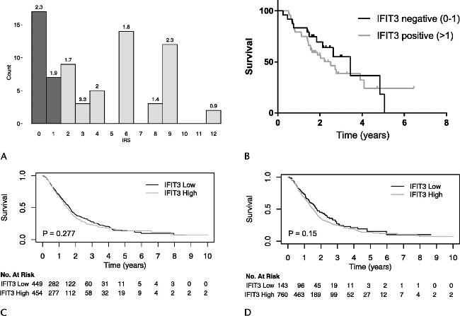 IFIT3 Antibody in Immunohistochemistry (IHC)